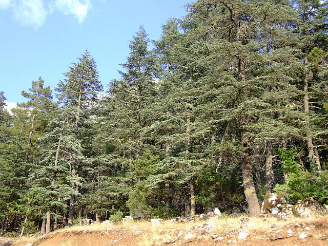 9-08-01-Bergtour-Kuzca-352.jpg - Hier oben gibt es auch noch Zedernwälder