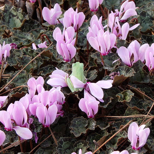 10-11-19-Laubfrosch-31.jpg - Laubfrosch, Cyclamen