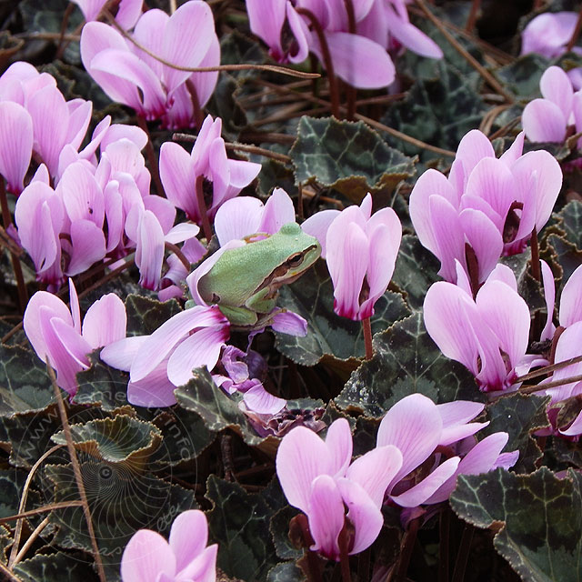 10-11-19-Laubfrosch-32.jpg - Laubfrosch, Cyclamen