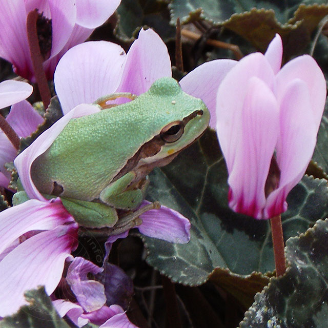 10-11-19-Laubfrosch-33.jpg - Laubfrosch, Cyclamen