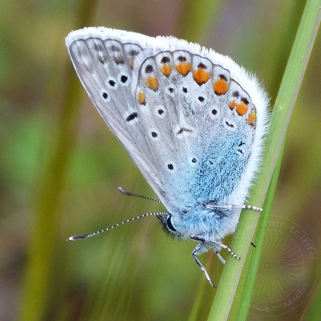 13-04-17-Polyommatus-icarus-640.jpg - Hauhechel-Bläuling