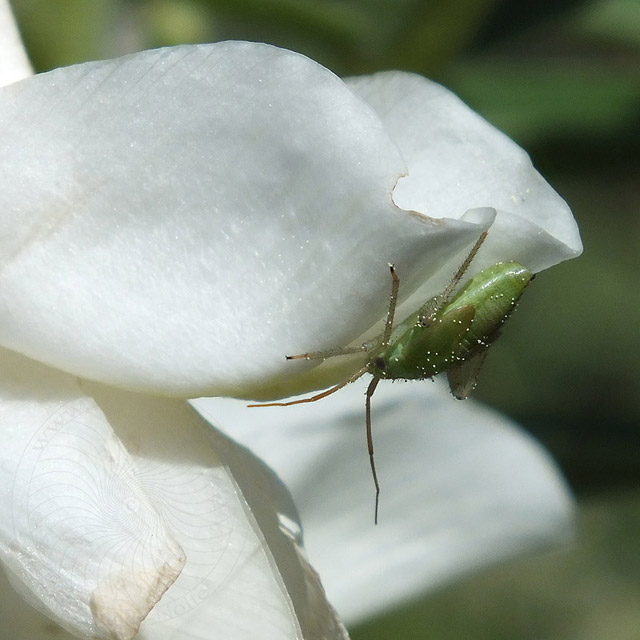 14-03-30-Heuschrecken-Larve-640.jpg - Heuschrecken Larve, Tragantblüte