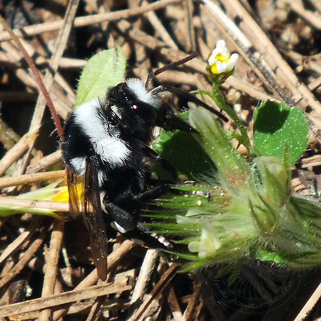 14-04-20-Hummel-54-640.jpg - Schwarz-weiße Hummel