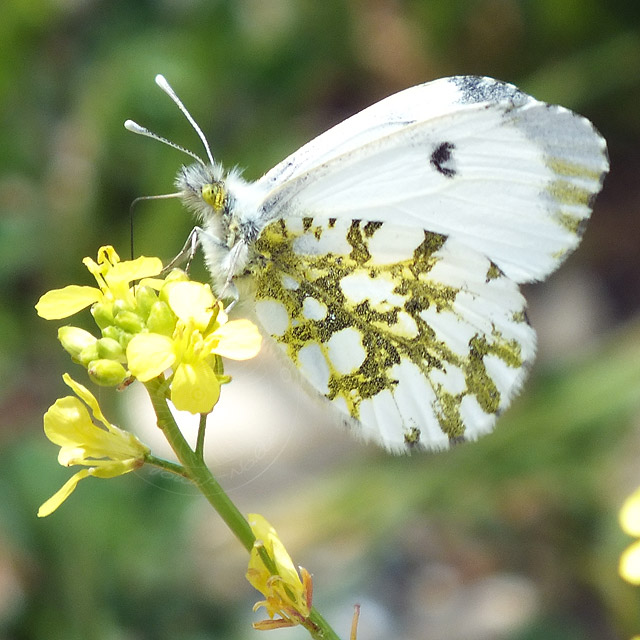 14-04-22-Anthocharis-cardamines-010-640.jpg - Aurorafalter