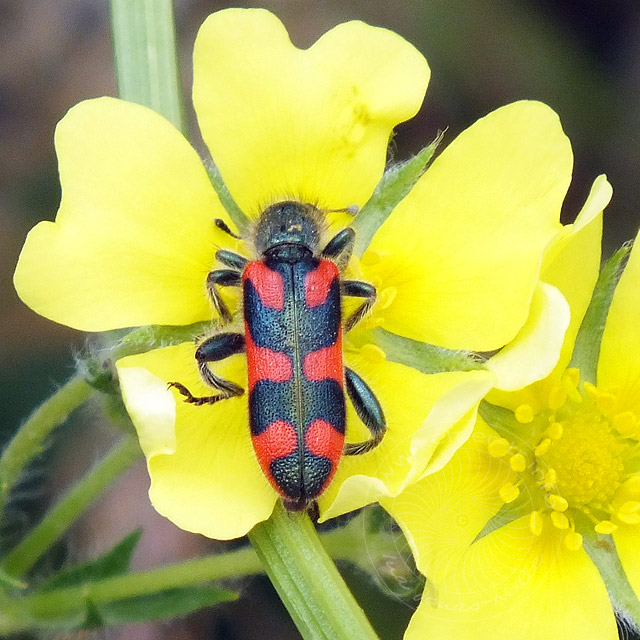 14-06-22-Buntkaefer-112-640.jpg - Bienenwolf