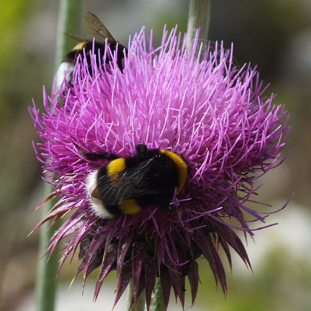 14-06-22-Hummeln-166-640.jpg - Hummeln, Diestelblüte