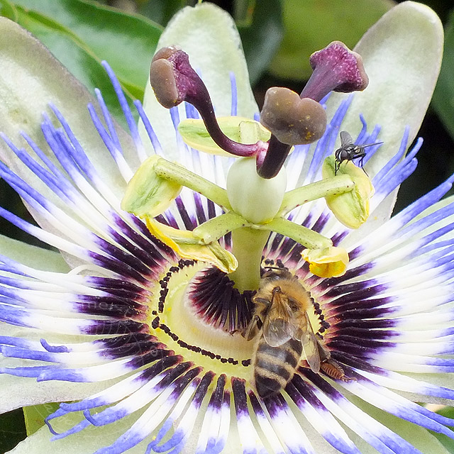 14-07-15-Passionsblume-068-640.jpg - Honigbiene und Fliege, Passionsblume