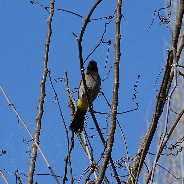 14-12-14-Pycnonotus-xanthopygos-13.jpg - Gelbsteißbülbül