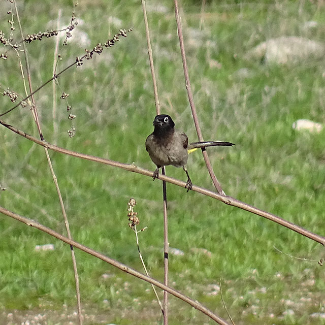 14-12-15-Pycnonotus-xanthopygos-04.jpg - Gelbsteißbülbül