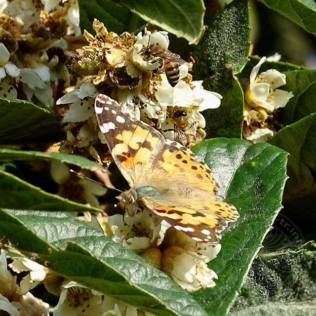 14-12-21-Mispel-Diestelfalter-28.jpg - Honigbienen und Diestelfalter, Mispelblüten