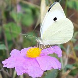 14-05-16-Pieris-brassicae