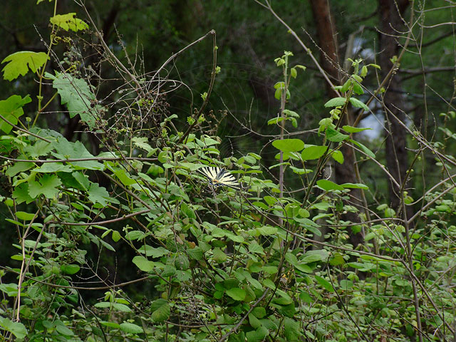 9-04-22-Segelfalter-09-s.jpg - So sieht man ihn kaum zwischen den grünen Blättern