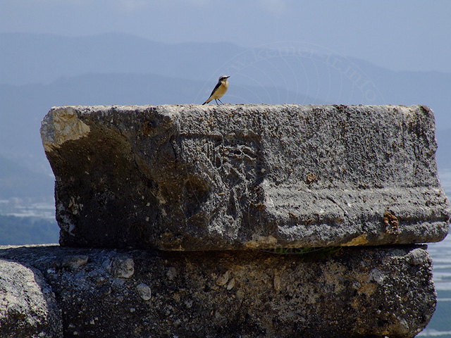 9-04-23-Rodiapolis-159-s.jpg - Dieser Sänger saß in Rhodiapolis auf einem alten Stein