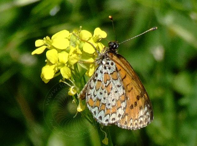 9-05-16-Bergtour-42-s.jpg - ...ob aus der Raupe auch so ein bunter Schmetterling wird?