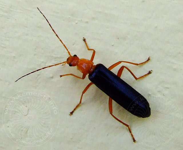 9-05-25-Kuzdere-01-s.jpg - Kleiner Käfer im schwarzen Anzug