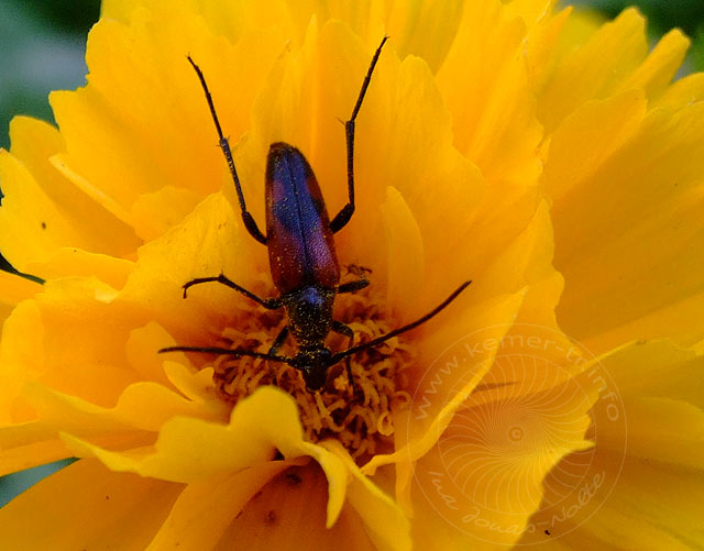 9-05-25-Kuzdere-17-s.jpg - Eigentlich wollte ich die Blüte aufnehmen...