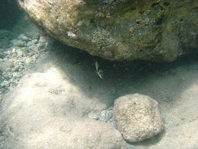 09-09-02-Th-Phaselis-Ulupinar-57-s.jpg