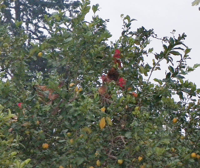 9-12-10-Kuzdere-10-s.jpg - 10. Dez. in Kuzdere - Was wächst denn auf dem Baum?