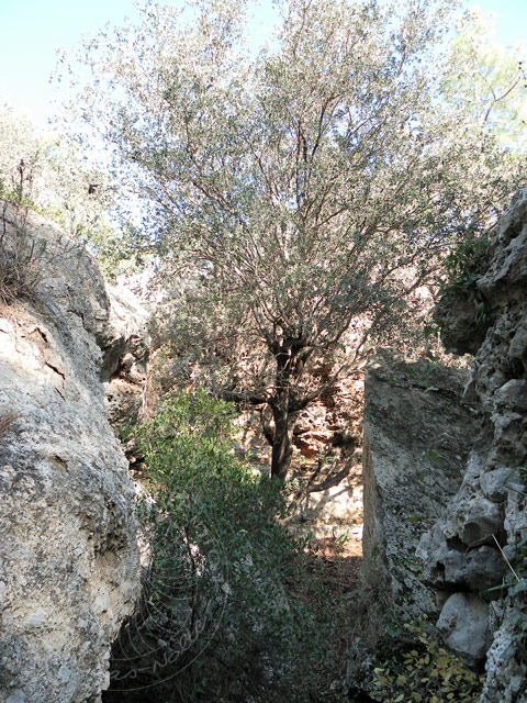 11-01-01-Phaselis-030-s.jpg - und dahinter gab es tatsächlich einen Durchstieg weiter nach oben