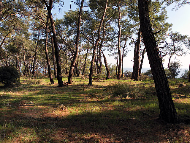 11-01-01-Phaselis-133-s.jpg - Auf dem Rückweg durch den Kiefernwald