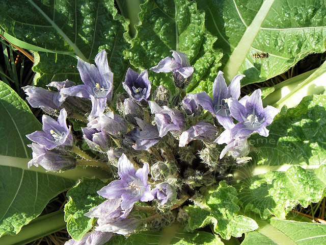 11-01-01-Phaselis-135-s.jpg - die Blüte