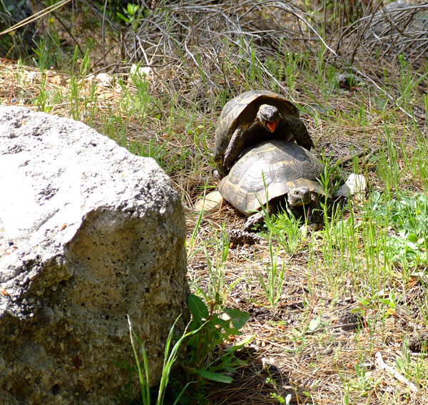 9-04-13-Phaselis-29-s.jpg