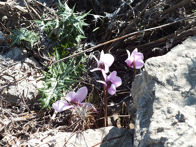 11-10-30-Rhodiapolis-F-011-s.jpg - Veilchen(Cyclamen) blühen Ende Oktober