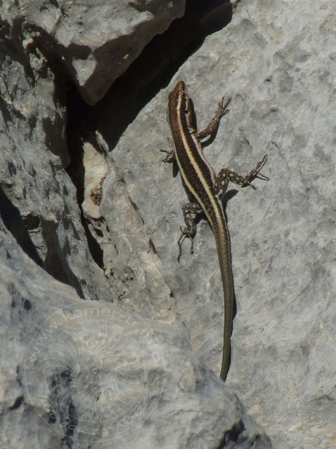 7-04-09-Termessos-380.jpg