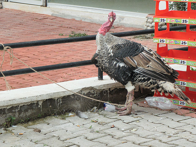 10-12-30-Kemer-6-s.jpg - Der traditionelle türkische Silvesterbraten ist ein Truthahn, der hier übrigens "Hindi" heißt. Dieser war gestern noch vor unserer Fleischerei angebunden.