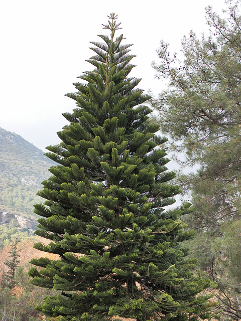 10-12-31-Forelle-17-s.jpg - Dabei stand daneben im Garten der perfekte "Weihnachtsbaum"