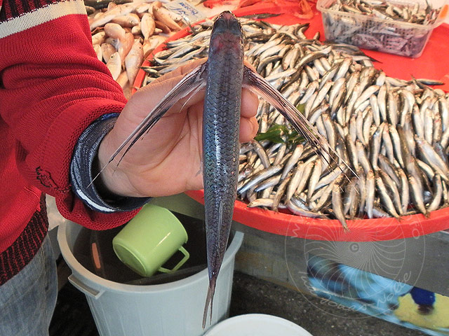11-01-03-Kemer-Markt-05-s.jpg - Fliegender Fisch?