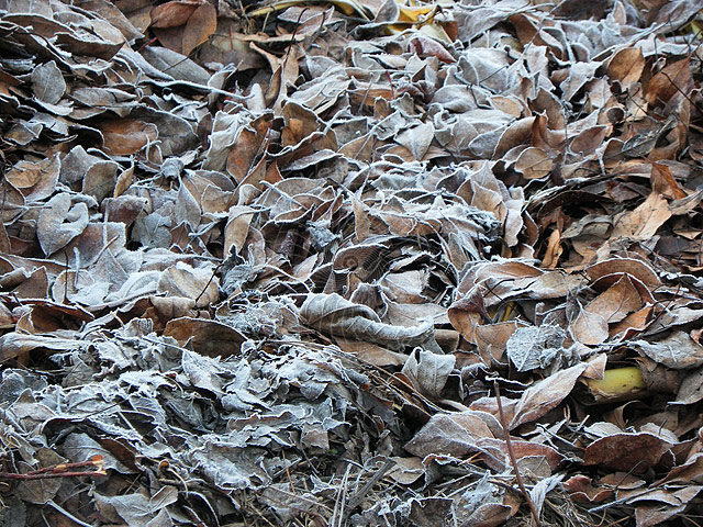 11-01-09-Tahtali-20-s.jpg - Bodenfrost am frühen Morgen