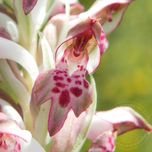 11-05-02-Adrasan-013-s.jpg - Wohlriechendes Wanzen-Knabenkraut, Orchis Fragrans