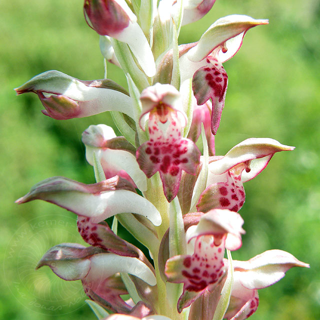 11-05-02-Adrasan-015-s.jpg - Wohlriechendes Wanzen-Knabenkraut, Orchis Fragrans