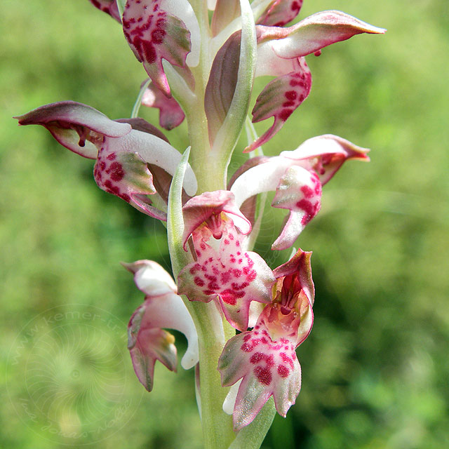 11-05-02-Adrasan-016-s.jpg - Wohlriechendes Wanzen-Knabenkraut, Orchis Fragrans