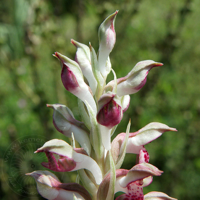 11-05-02-Adrasan-017-s.jpg - Wohlriechendes Wanzen-Knabenkraut, Orchis Fragrans