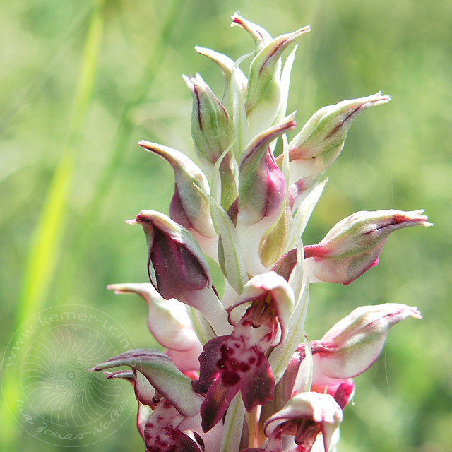 11-05-02-Adrasan-018-s.jpg - Wohlriechendes Wanzen-Knabenkraut, Orchis Fragrans