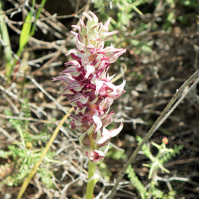 11-05-02-Adrasan-019-s.jpg - Wohlriechendes Wanzen-Knabenkraut, Orchis Fragrans