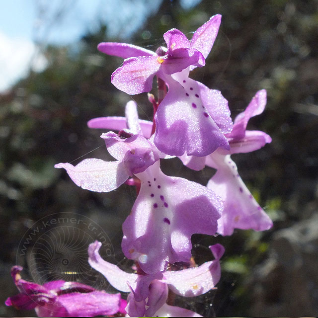 12-04-23-orchis-anatolica-43-ws.jpg - Anatolisches Knabenkraut, Orchis anatolica