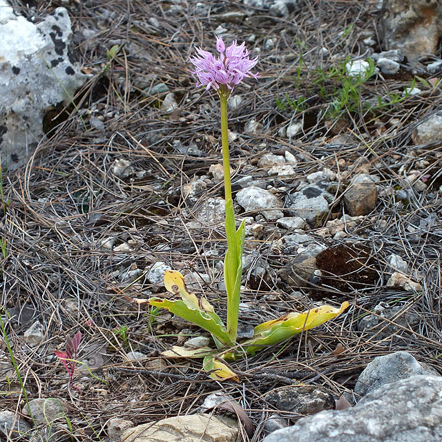 13-04-05-Orchis-italica-19-ws.jpg - Italienisches Knabenkraut, Orchis italica