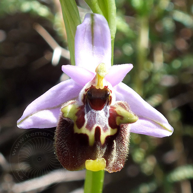 13-04-07-Ophrys-lycensis-07-ws.jpg - Lykische Hummel Ragwurz, Ophrys lycensis