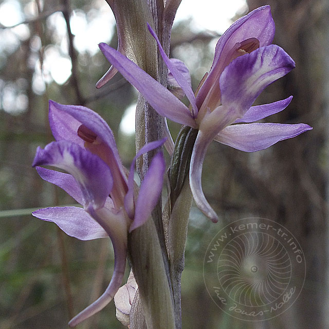 13-04-12-Limodorum-abortivum-42-ws.jpg - Violetter Dingel, Limodorum abortivum