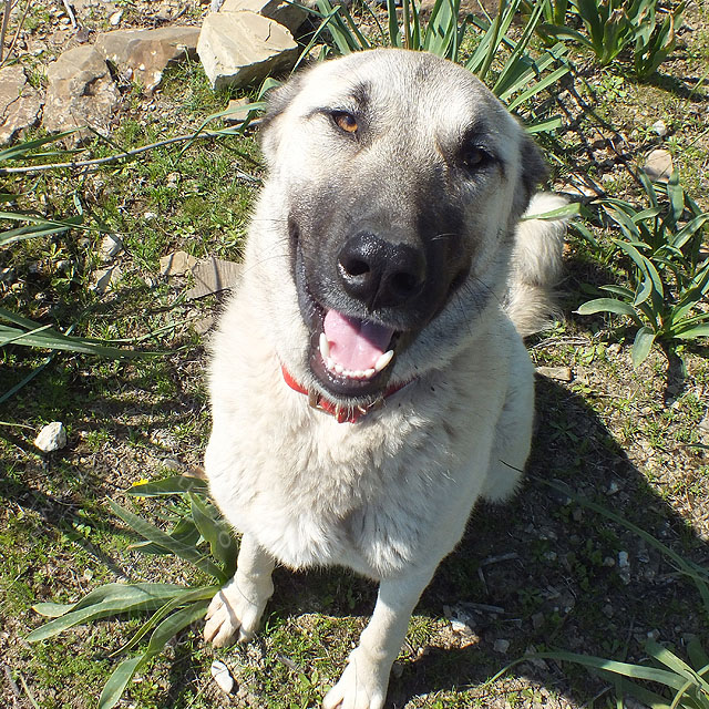 14-03-13-Kangal-113-ws.jpg - Hütehund, der zum Glück nur von mir fotografiert werden wollte