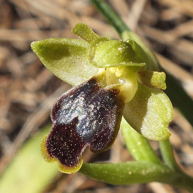 14-03-13-Ophrys-cinereophila-140-ws.jpg - Kleinblütige Braune Ragwurz, Ophrys cinereophila