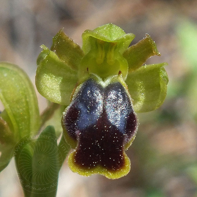 14-03-13-Ophrys-cinereophila-149-ws.jpg - Kleinblütige Braune Ragwurz, Ophrys cinereophila