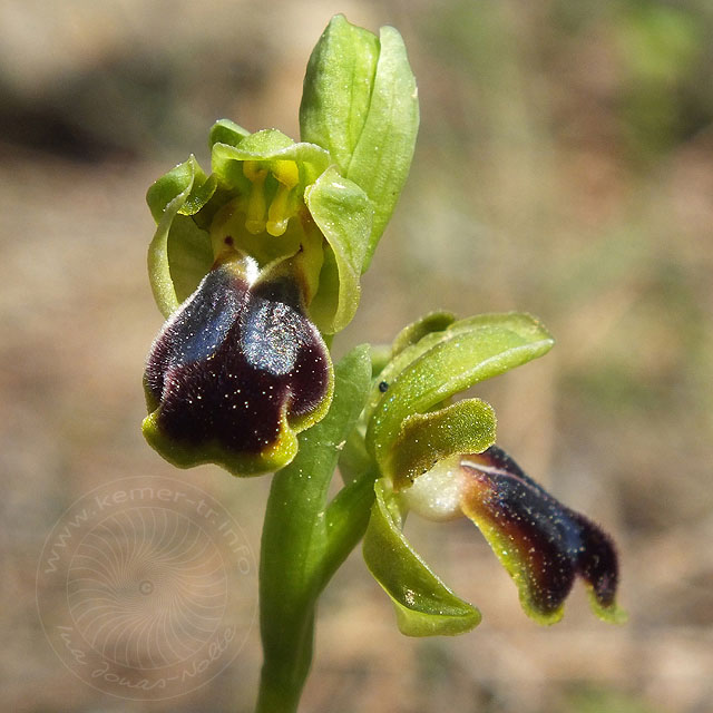 14-03-13-Ophrys-cinereophila-150-ws.jpg - Kleinblütige Braune Ragwurz, Ophrys cinereophila