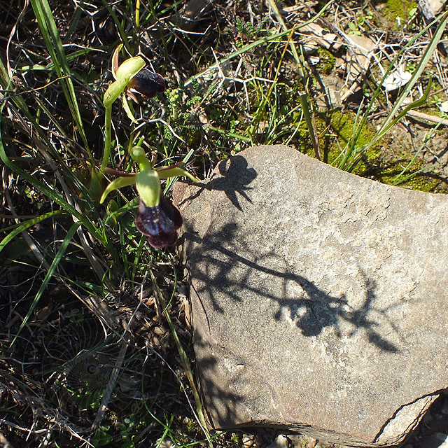 14-03-13-Ophrys-iricolor-053-ws.jpg - Regenbogen Ragwurz, Ophrys iricolor