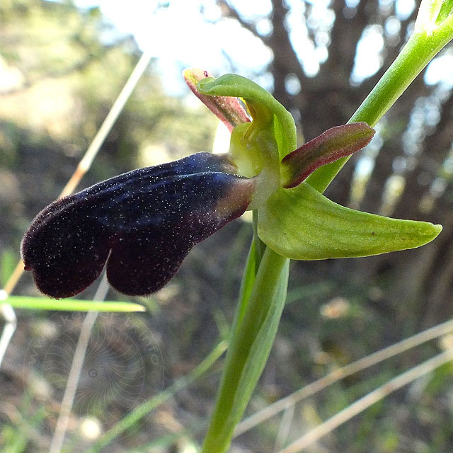 14-03-13-Ophrys-iricolor-057-ws.jpg - Regenbogen Ragwurz, Ophrys iricolor