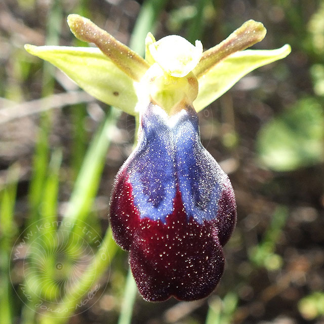 14-03-13-Ophrys-iricolor-131-ws.jpg - Regenbogen Ragwurz, Ophrys iricolor im Sonnenlicht