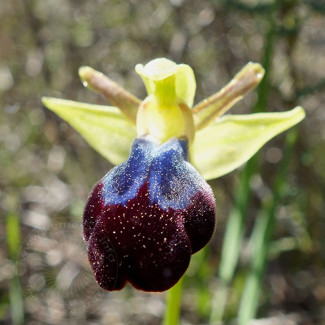 14-03-13-Ophrys-iricolor-132-ws.jpg - Regenbogen Ragwurz, Ophrys iricolor